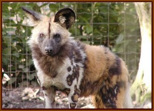 Le lycaon