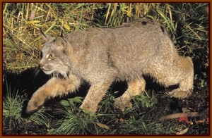 Lynx européen