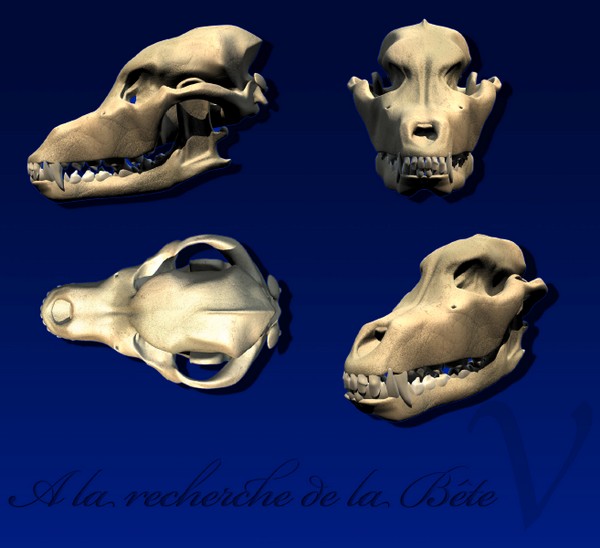 A la recherche de la Bête V - Lionel Albertino Partie 5 - Crâne 02